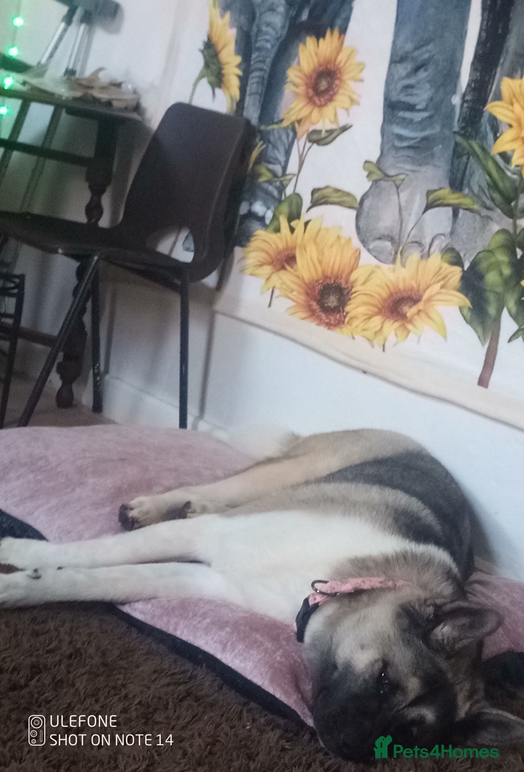 Akita dogs for sale: Gorgeous friendly girl needs new home  - Image 7