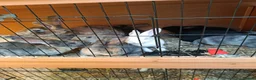 English rabbits for sale: Very nice  in Boston - Advert 7