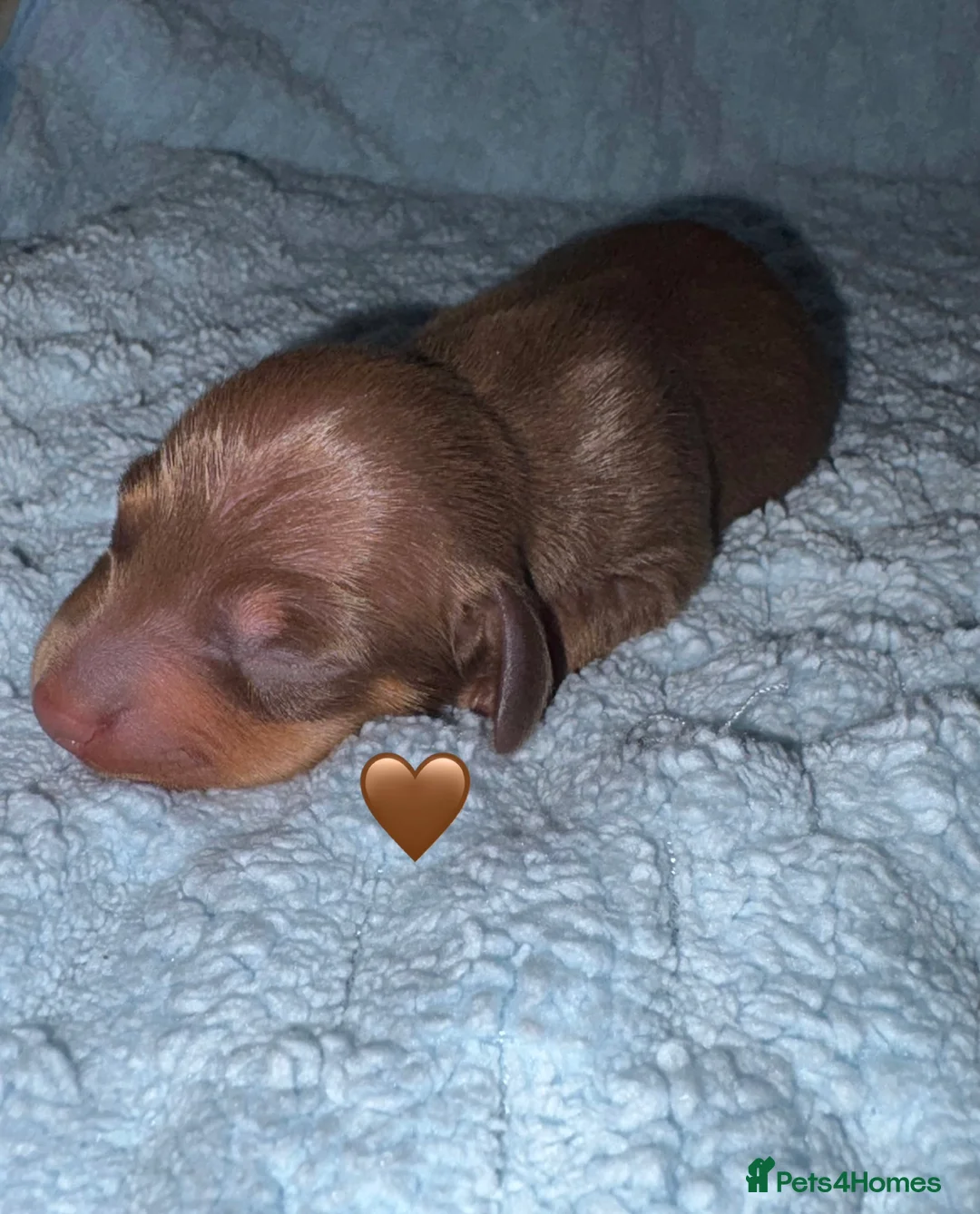 Miniature Dachshund dogs for sale: 4 Stunning Miniature Dachshund Puppies - Advert 8