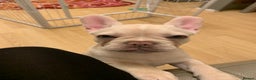 French Bulldog dogs for sale: 5 beautiful French bulldog puppies  - Advert 17
