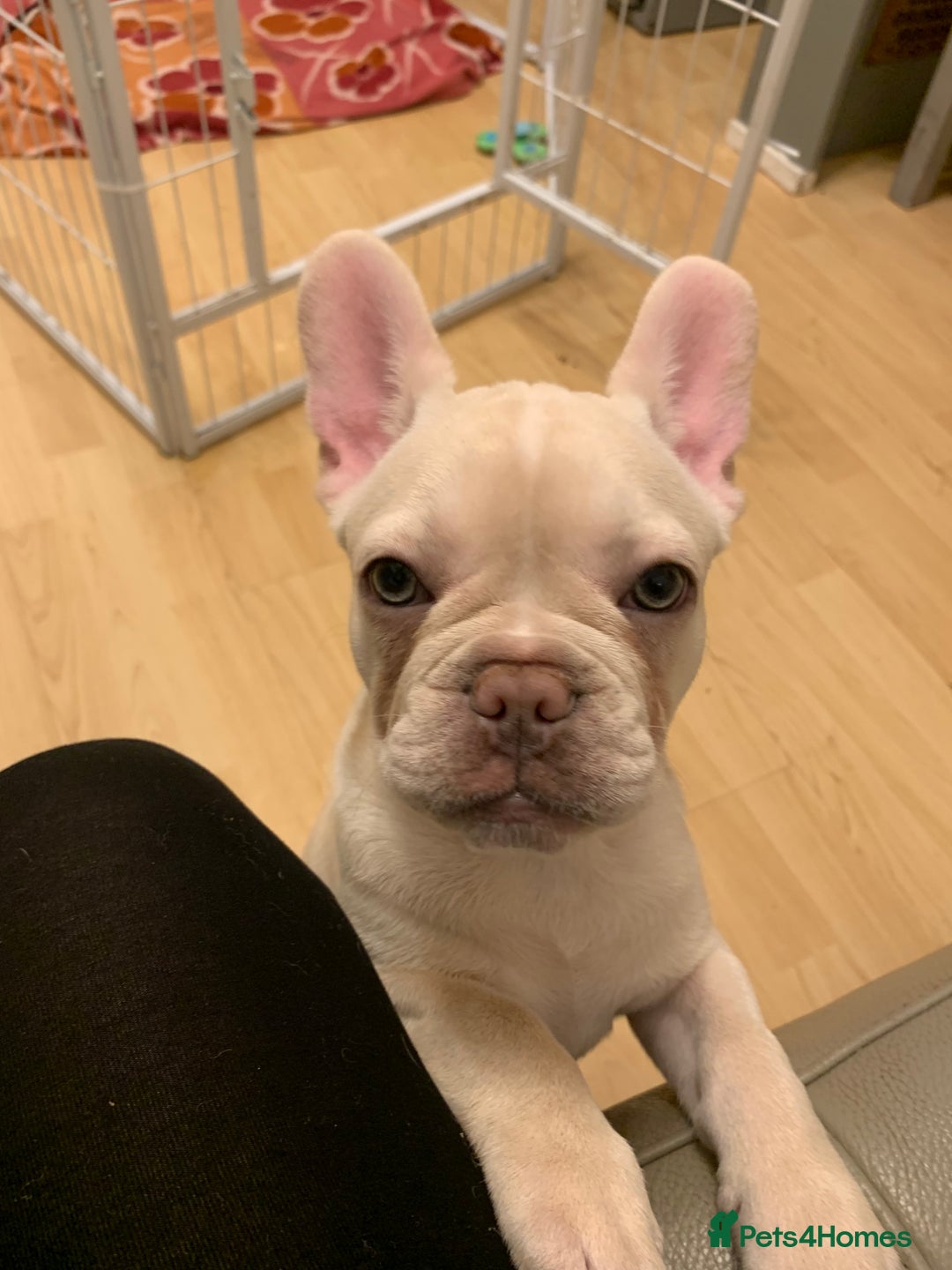 French Bulldog dogs for sale: 5 beautiful French bulldog puppies  - Advert 17