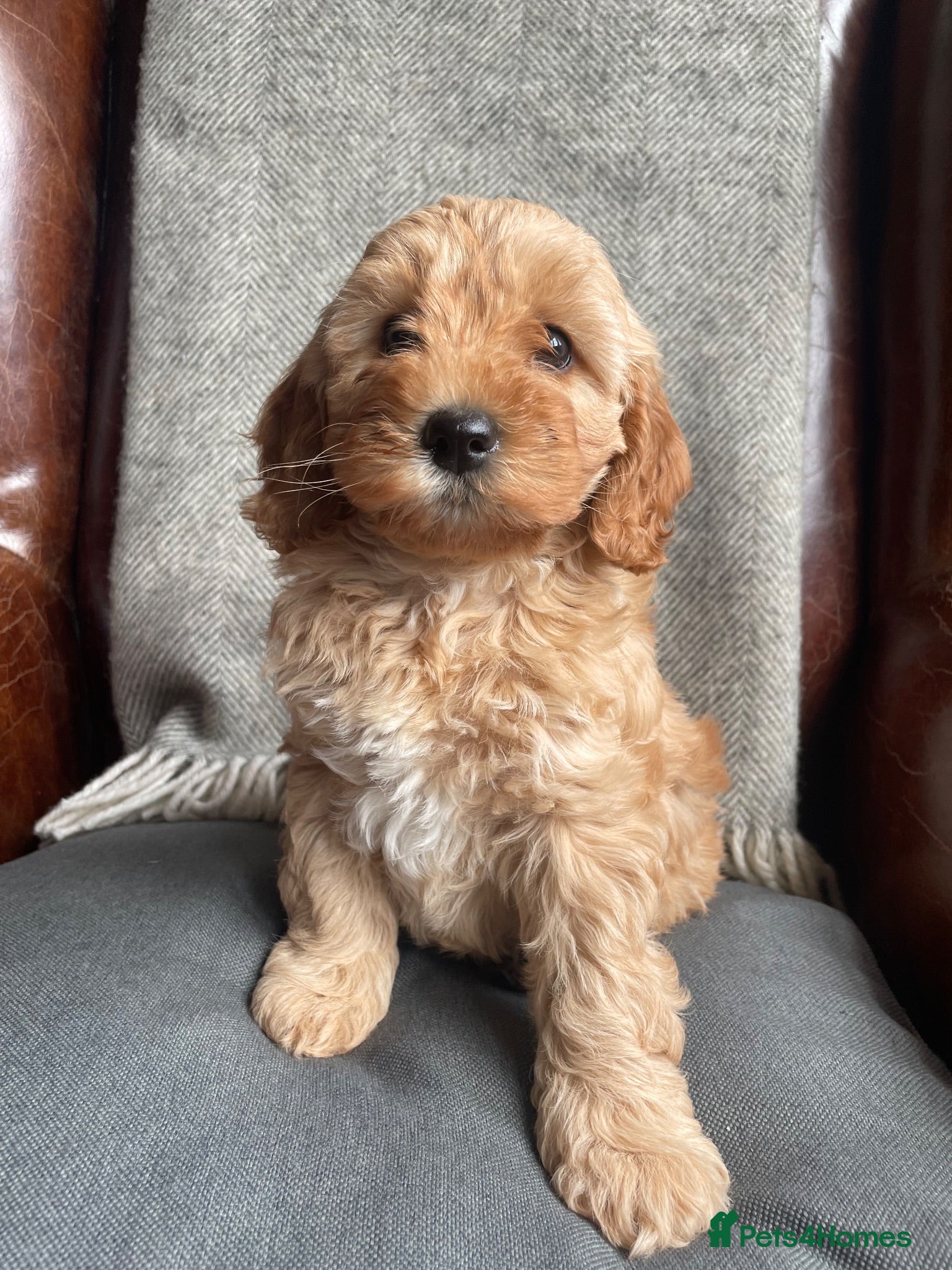 Cavapoochon dogs 🩷🩷Cavapoochon girl🩷🩷 - Advert 1
