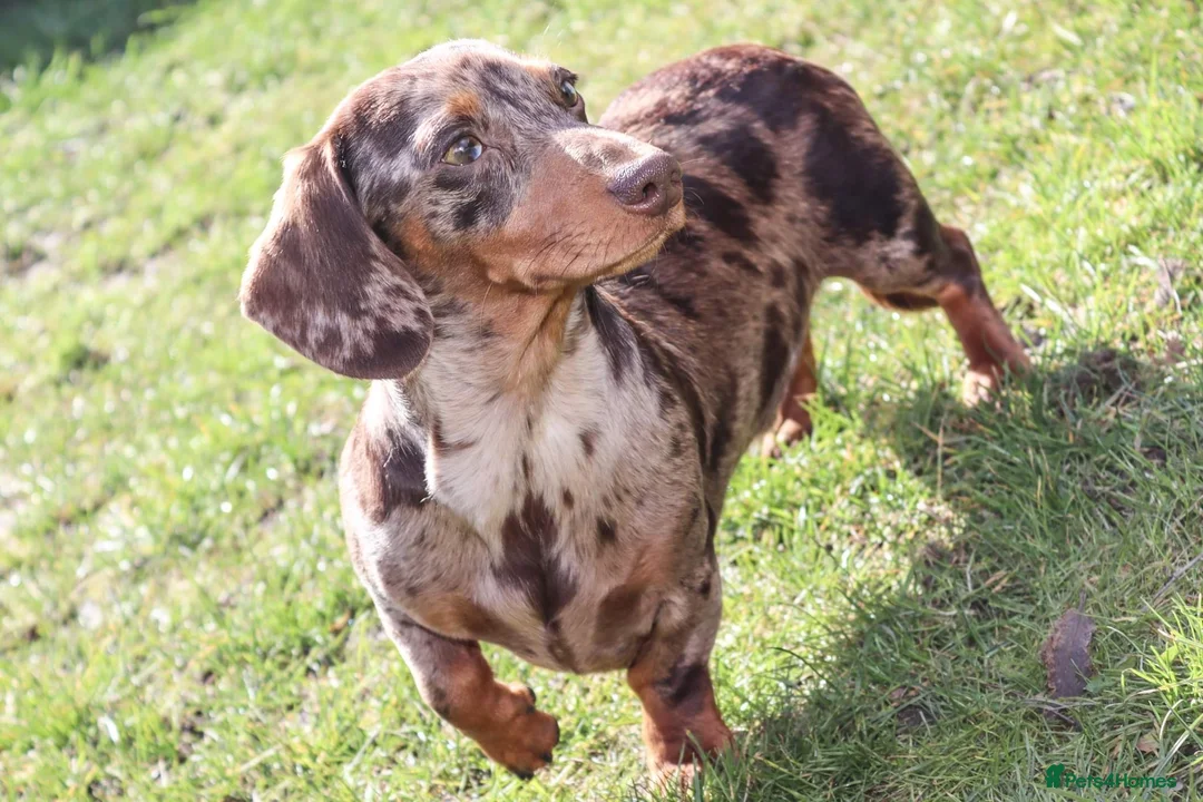 Miniature Dachshund dogs for stud: Extensively Health Tested KC REG Mini Dachshund in Littleborough - Advert 4