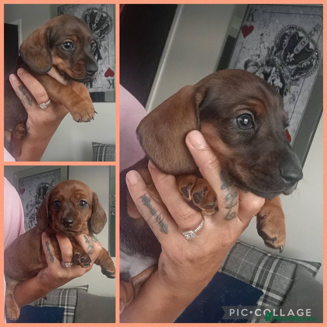 Miniature Dachshund dogs for sale: Our pick of the litter needs her forever 🏡 - Advert 2
