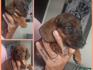 Miniature Dachshund dogs 3 gorgeous mini Dachshunds - Advert 15