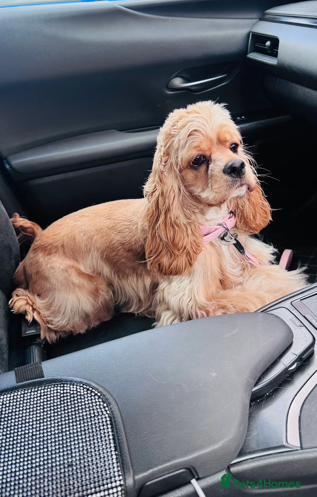 Cockapoo dogs for sale: American Cockapoo Puppies Expected - Advert 2