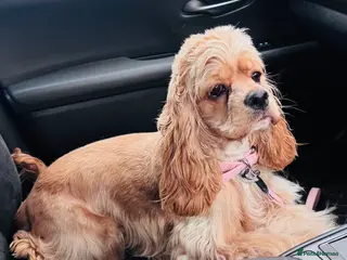 Cockapoo dogs American Cockapoo Puppies Expected in Hemel Hempstead - Advert 1