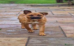 Mixed Breed dogs for sale: Bulldog cross German Shepherd puppy - Advert 3