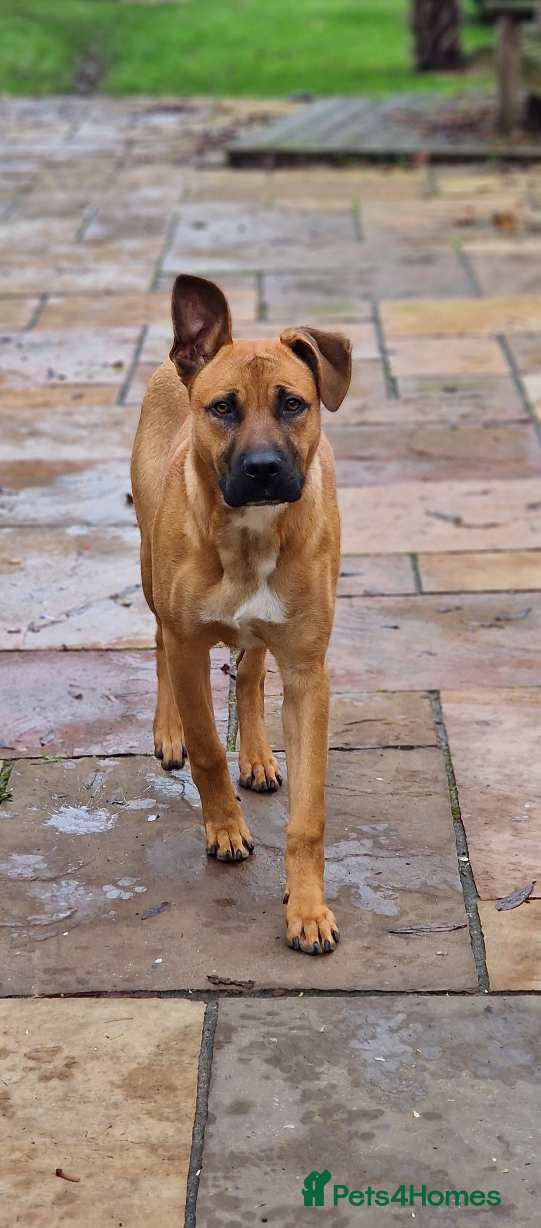 Mixed Breed dogs for sale: Bulldog cross German Shepherd puppy - Advert 3