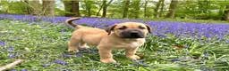 Boerboel dogs for sale: Topguard Kennels 2026 waitlist now open! in Horsham - Advert 6