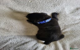 Labrador Retriever dogs for sale: 9 Gorgeous Labrador Puppies  - Image 4