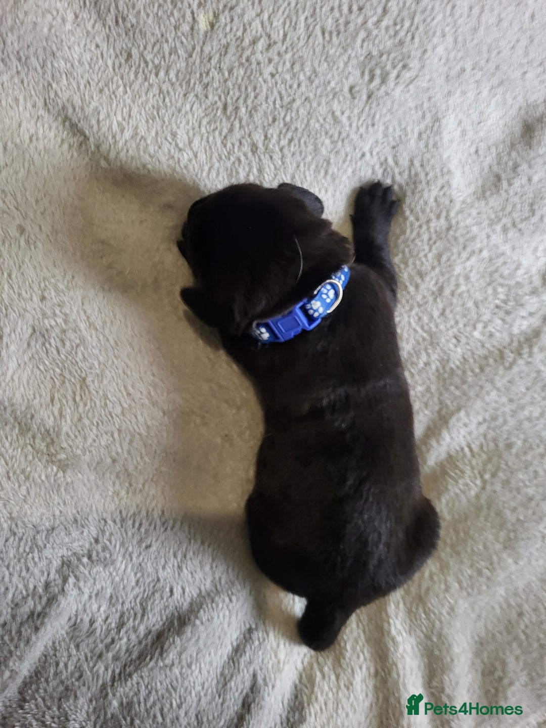 Labrador Retriever dogs for sale: 9 Gorgeous Labrador Puppies  - Image 4