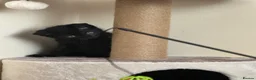 Domestic Shorthair cats for sale: Beautiful very playful Black Kitten  - Advert 3
