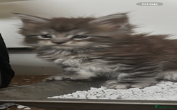 Maine Coon cats for sale: 2 xl tica active mainecoon kittens  - Image 24
