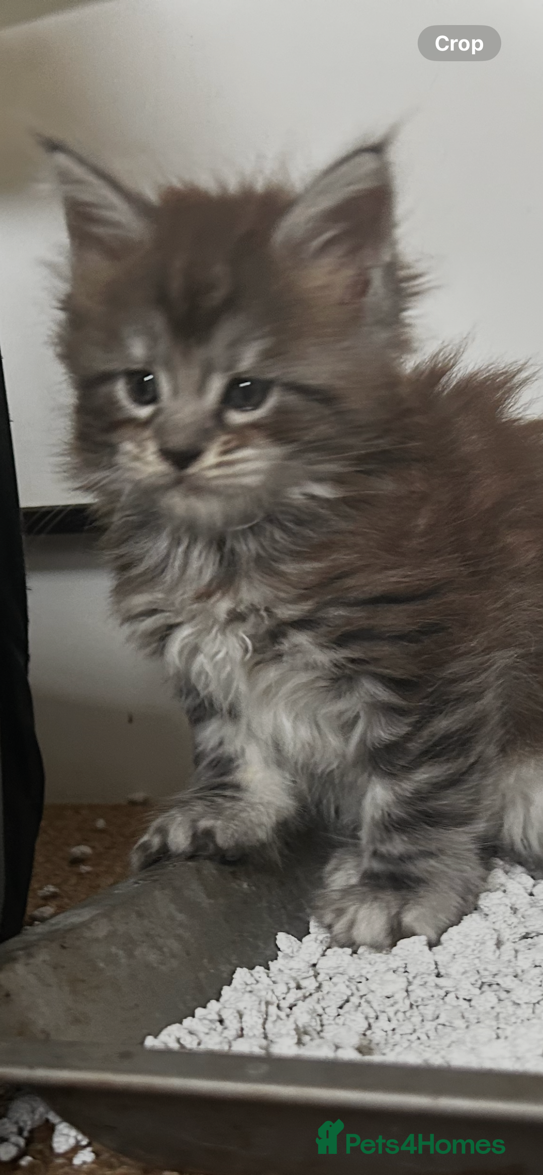 Maine Coon cats for sale: 2 xl tica active mainecoon kittens  - Image 24