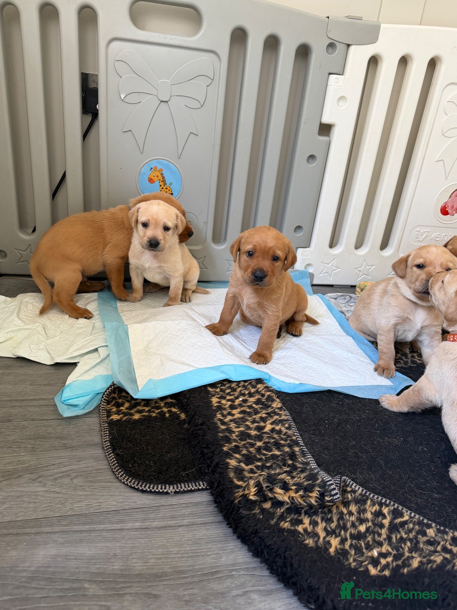 Labrador Retriever dogs KC Registered Fox Red Labrador Puppies - Advert 4