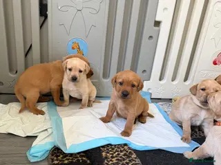 Labrador Retriever dogs KC Registered Fox Red Labrador Puppies - Advert 4