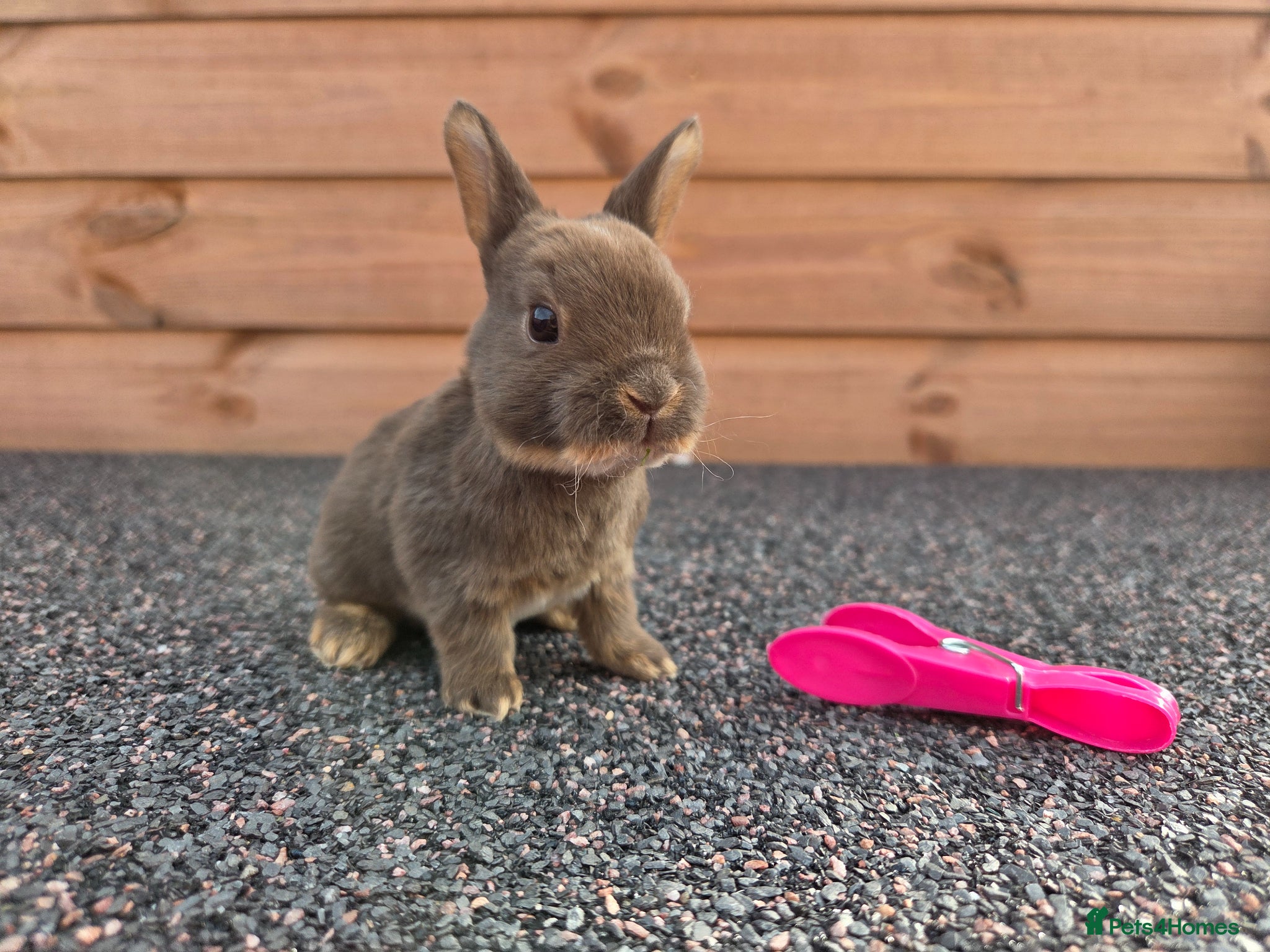 Rex rabbits Cute litter of Mini Rex baby bunnies - Advert 5