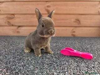 Rex rabbits Cute litter of Mini Rex baby bunnies - Advert 5
