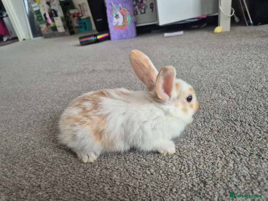 Mixed Breed rabbits for sale: 7 lovely mixed baby rabbits - Advert 12