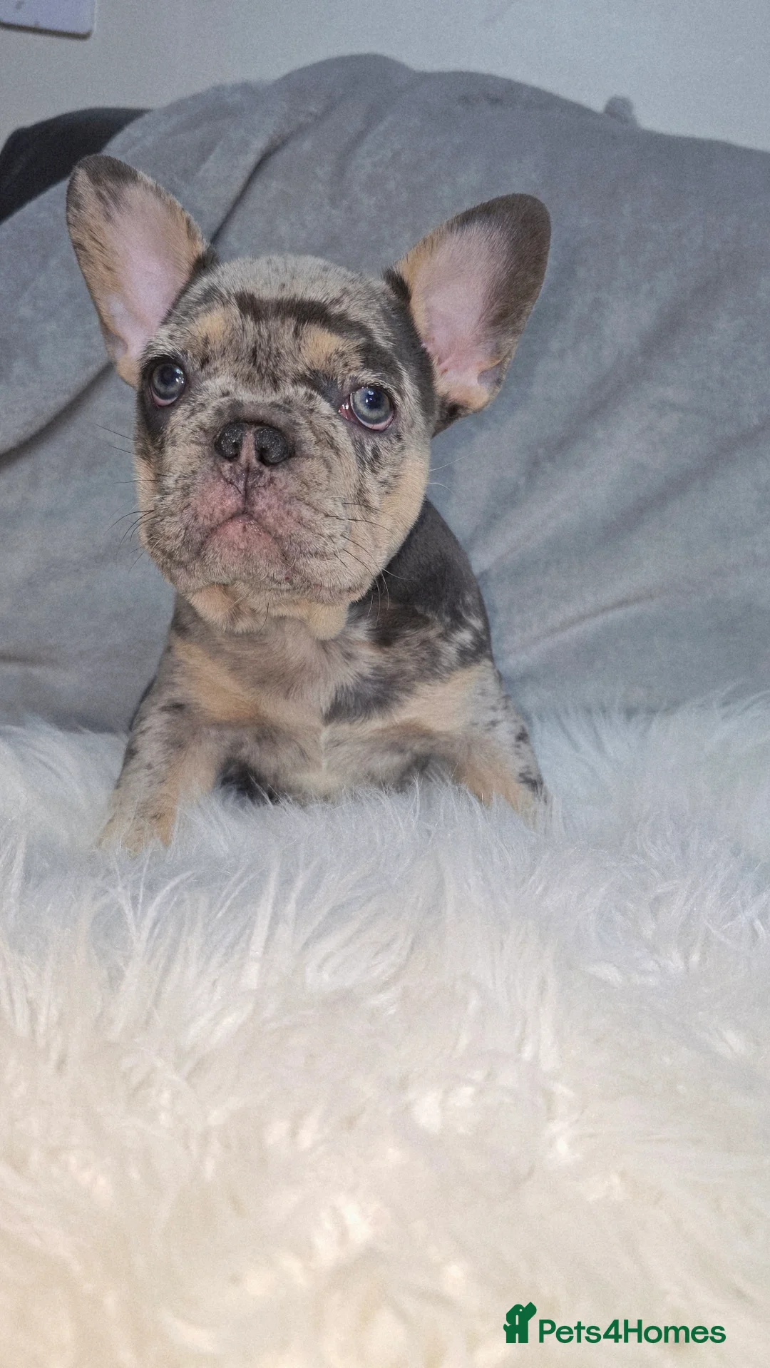 French Bulldog dogs for sale:  french bulldog puppies ( ready now )  - Advert 13