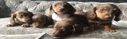 Miniature Dachshund dogs for sale: Miniature long haired dachshund READY NOW - Advert 24