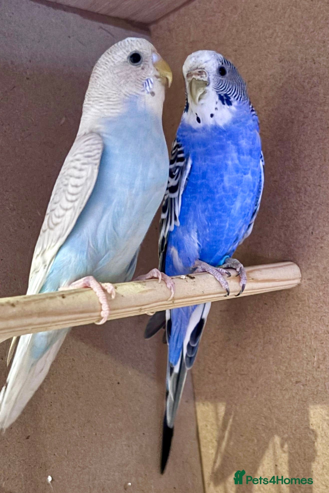 Budgerigars birds Female Budgie - Advert 16