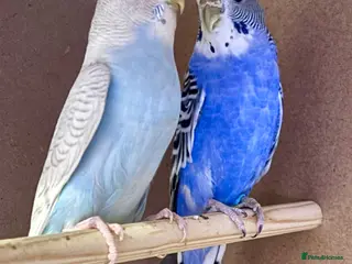 Budgerigars birds Female Budgie - Advert 16