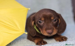 Dachshund dogs for sale: Miniature dachshund  - Image 2