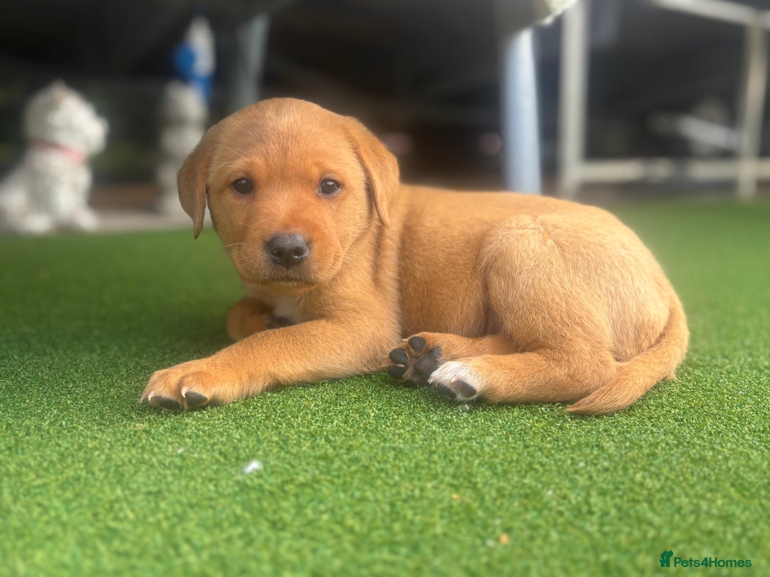 Labrador Retriever dogs for sale: 8 Kennel club reg  health tested chunky Labradors  - Image 38