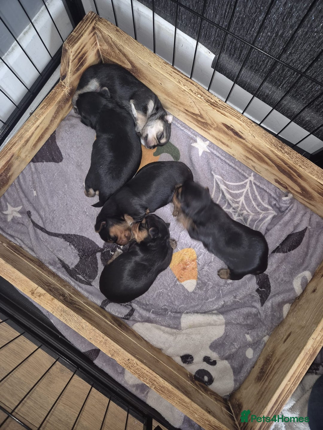 Yorkshire Terrier dogs for sale: Gorgeous yorkshire terrier puppies - Advert 7