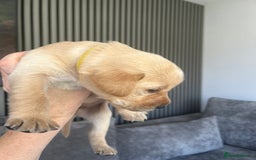 Labrador Retriever dogs for sale: Beautiful Labrador Puppies  - Image 24