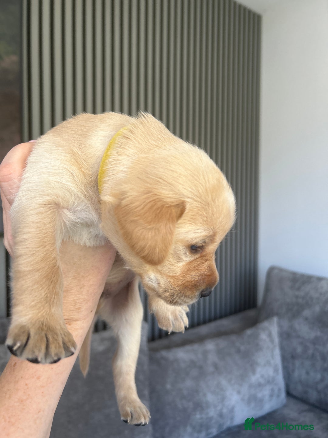 Labrador Retriever dogs for sale: Beautiful Labrador Puppies  - Image 24