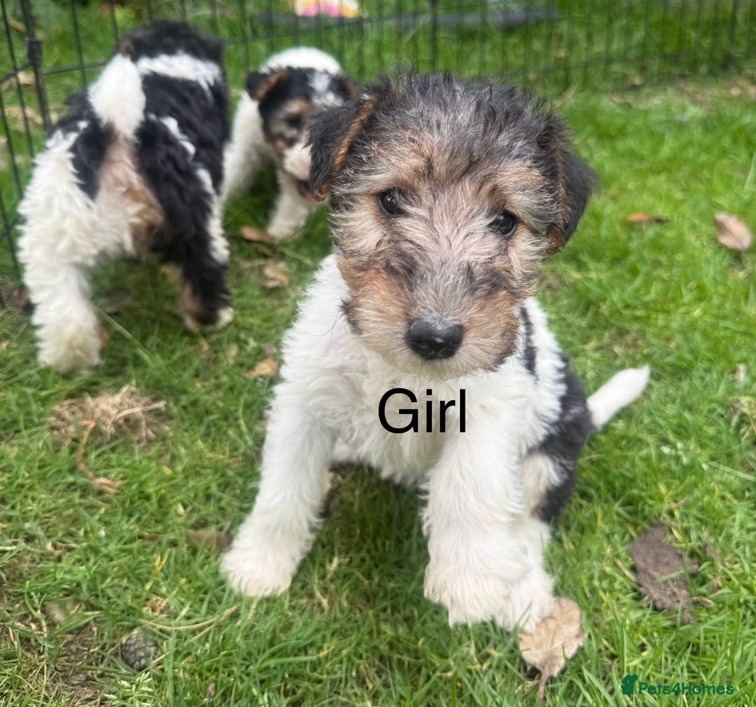 Fox Terrier dogs for sale: KC registered Wire hair fox Terrier puppies  - Image 6