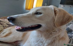 Golden Retriever dogs for sale: Quality Golden Retriever Puppy - Image 6