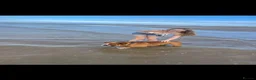 English Bulldog dogs for sale: British bulldog in Wigan - Advert 8