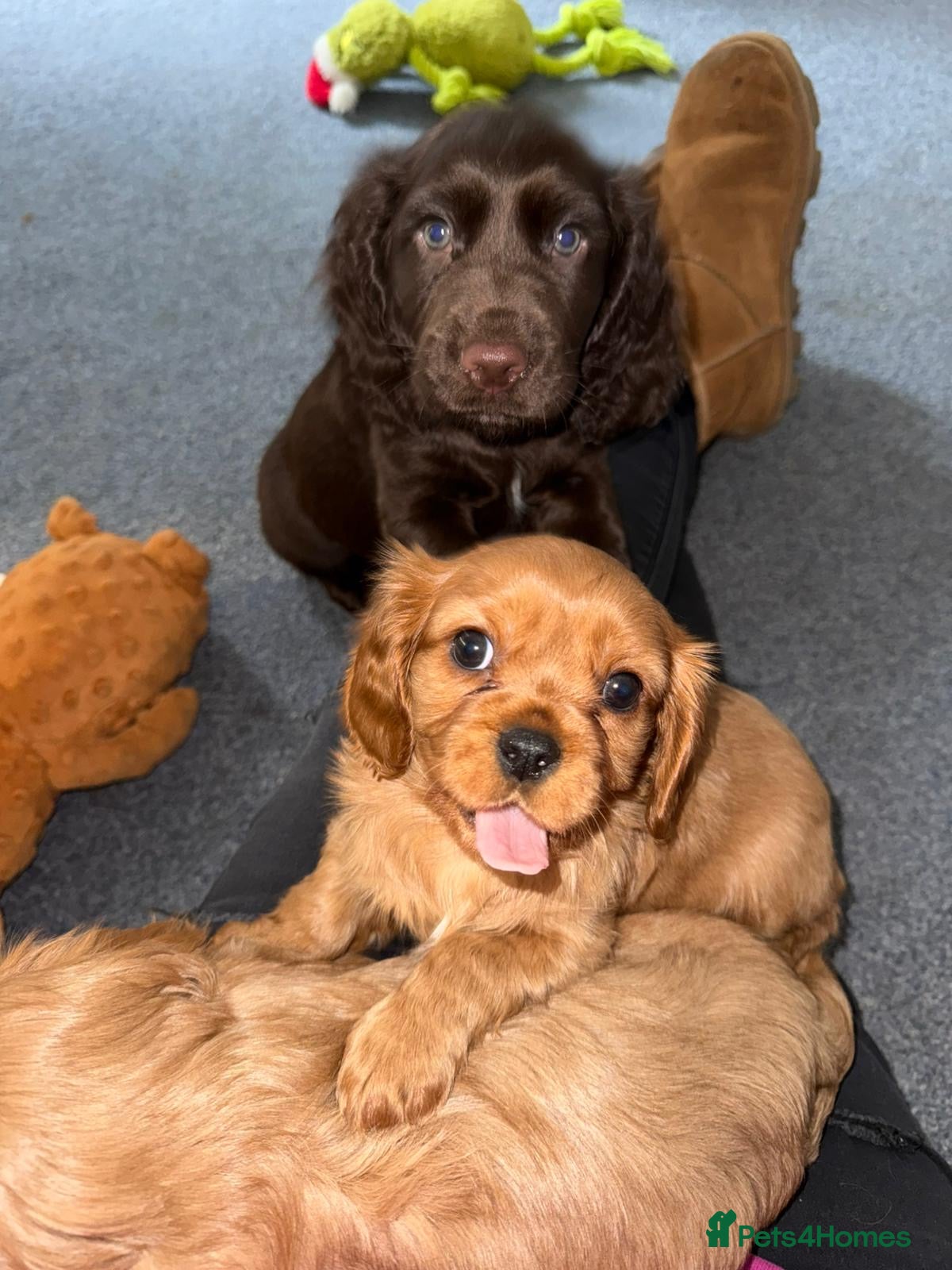 Cavalier King Charles Spaniel dogs Beautiful King Charles Cavalier Puppies 🩵💙 - Advert 14