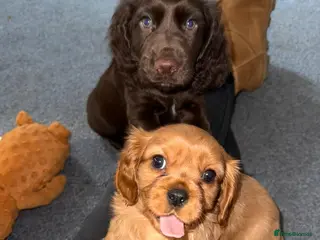 Cavalier King Charles Spaniel dogs Beautiful King Charles Cavalier Puppies 🩵💙 - Advert 14