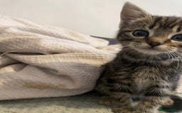 British Shorthair cats for sale: Beautiful kittens  - Image 15