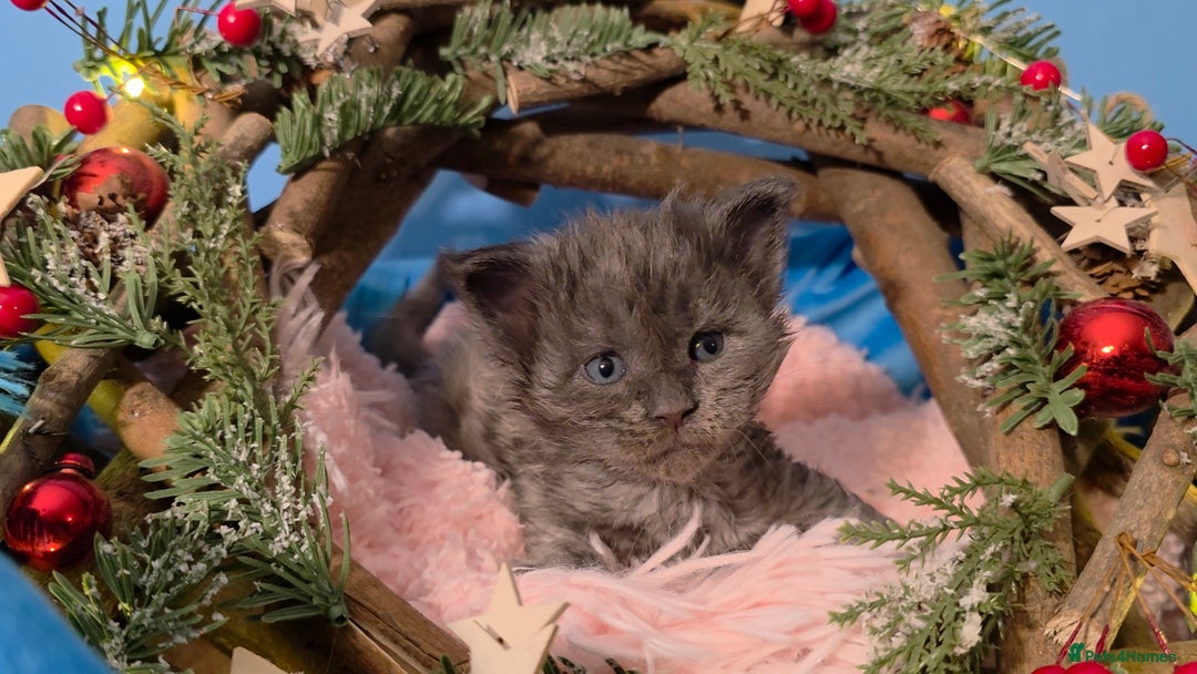 Maine Coon cats for sale: One beautiful tica female maine coon kitten left - Advert 19