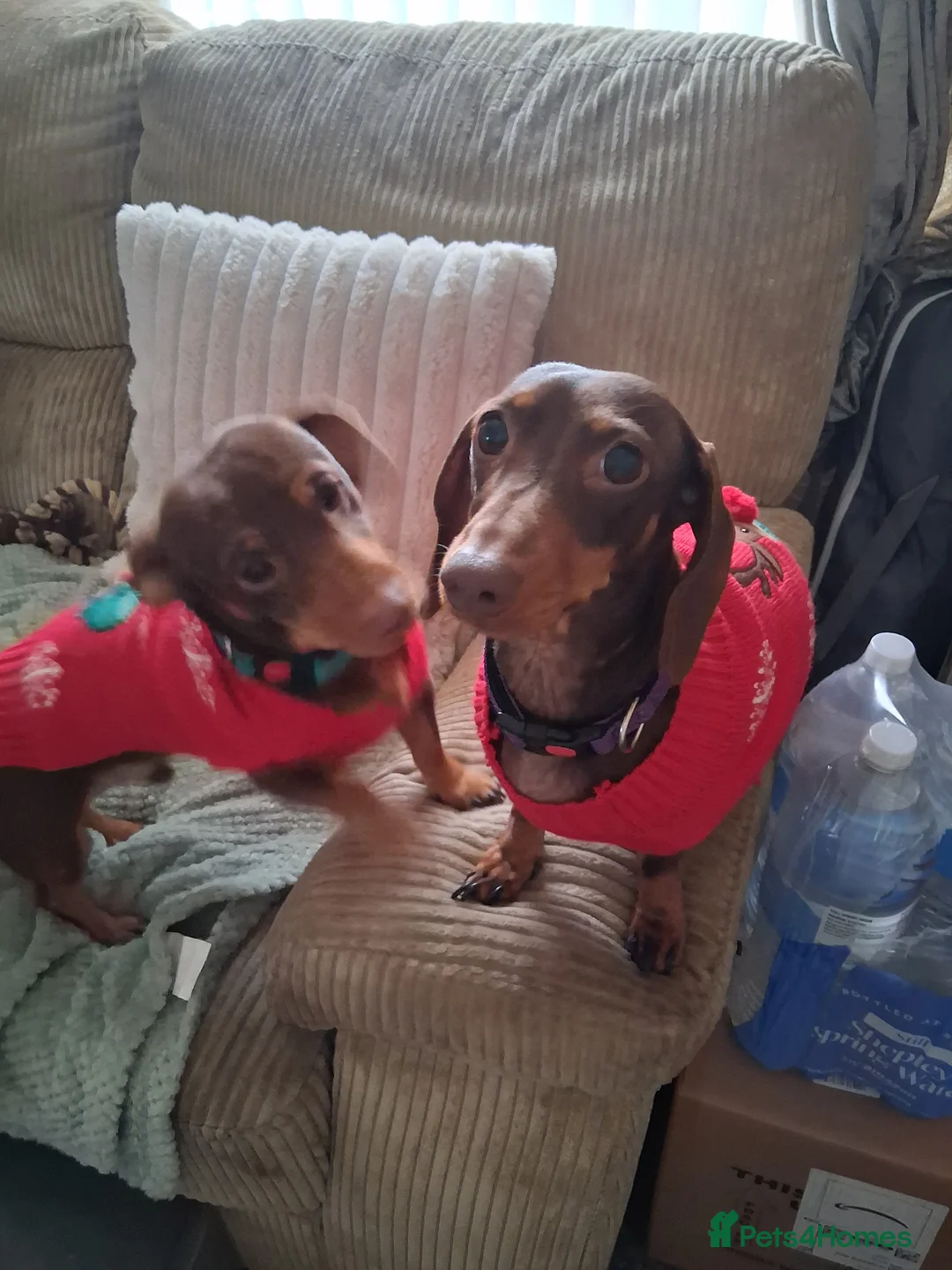 Miniature Dachshund dogs for sale: 3 beautiful miniture dashounds for sale.   - Advert 2
