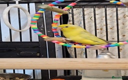 Parrots birds for sale: LOOK! BIRDS/PARAKEETS/PARROTS AVAILABLE  - Image 8