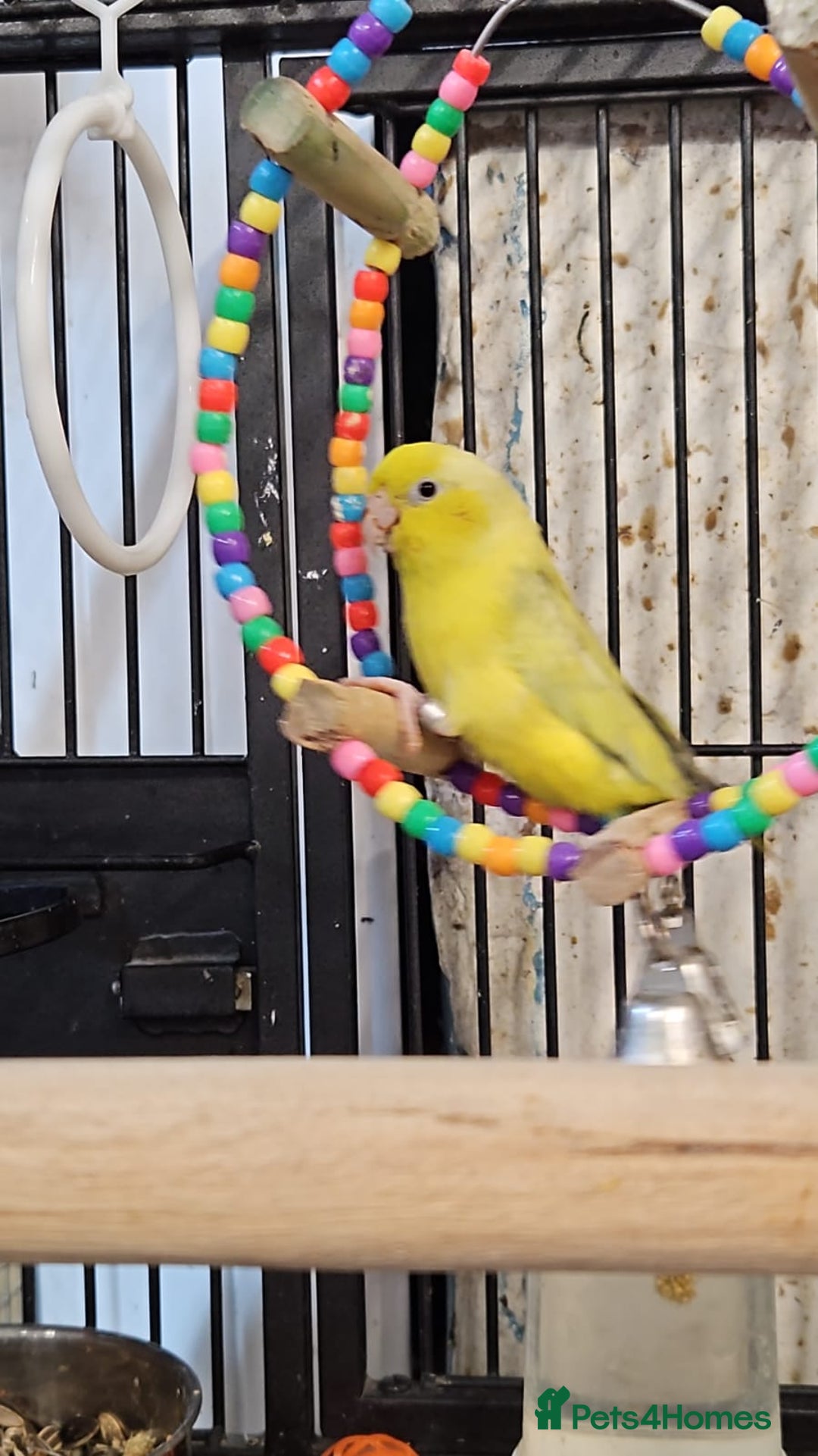 Parrots birds for sale: LOOK! BIRDS/PARAKEETS/PARROTS AVAILABLE  - Image 8