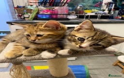 British Longhair cats for sale: 4 Beautiful tabby kittens - Image 7
