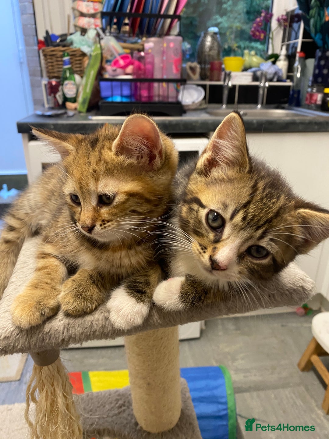 British Longhair cats for sale: 4 Beautiful tabby kittens - Image 7