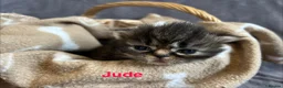 Persian cats for sale: Beautiful litter of Persian kittens, PKD Neg - Advert 9