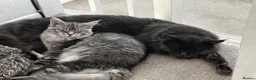 Maine Coon cats for sale: Pedagree GCCF Registered Maine Coon Kittens - Advert 14