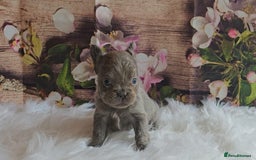 French Bulldog dogs for sale: Welcome to the Fluffy Crew 🥰 - Advert 7