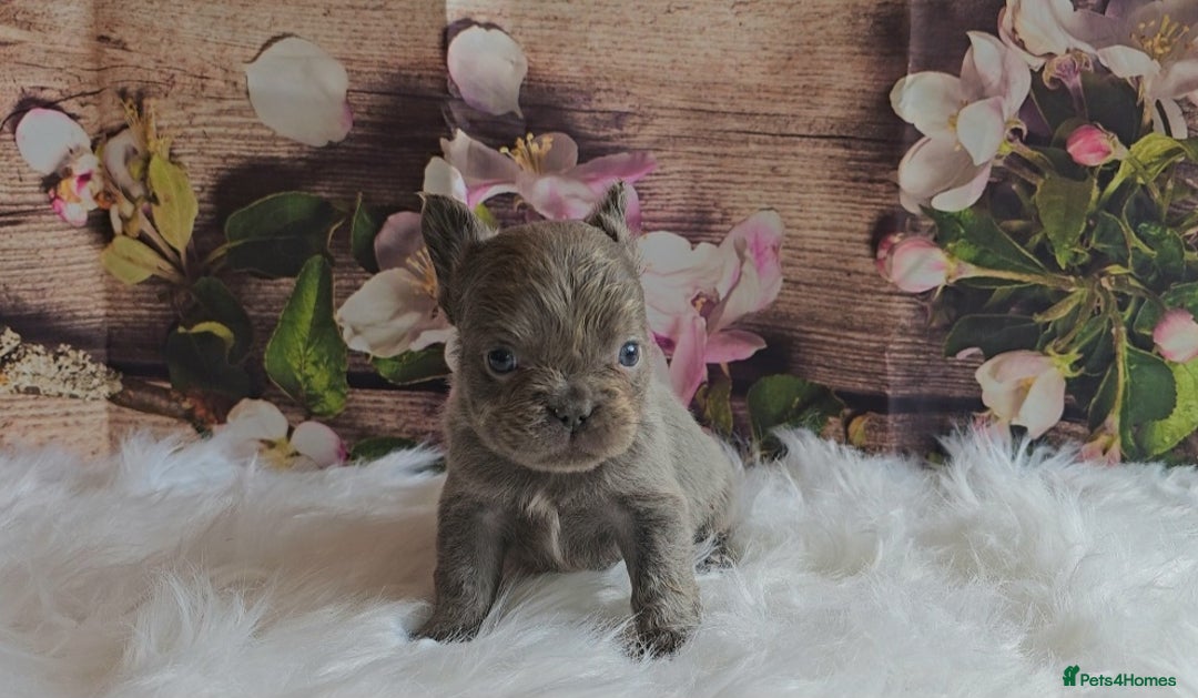 French Bulldog dogs for sale: Welcome to the Fluffy Crew 🥰 - Advert 7