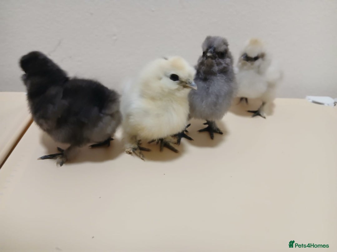 Chickens poultry for sale: Bantam Silkie Chicks Looking for Their New Coops - Advert 6
